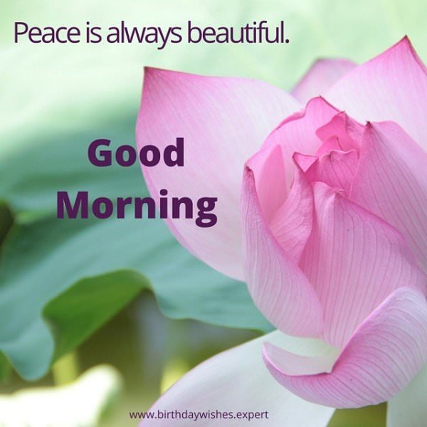 60 Beautiful Flower Images with Inspiring Good Morning Quotes Part 2