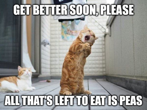 Get-better-soon-please-all-that-s-left-to-eat-is-peas-Cat-Please-Get-Well-Soon-meme-500x375.jpg