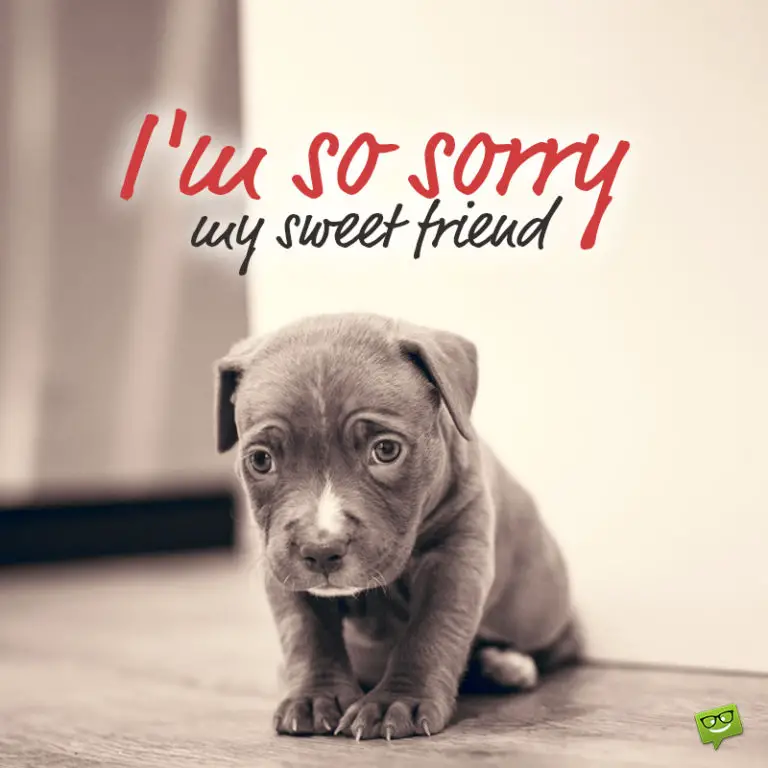 I Am Sorry : 50 Apology Messages and I Am Sorry Memes