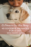 40 Goodbye Messages for a Dog Who Passed Away: A Tribute