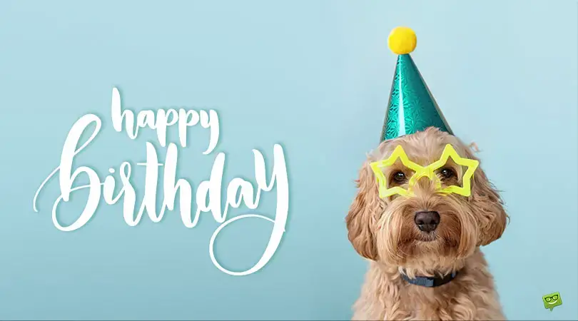 Happy Birthday Dog Meme For Her Happy Birthday, Alyssa! | Wishes, Images And Memes For Her