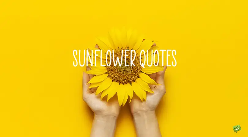 Download 100 Sunflower Quotes The Seeds Of Love