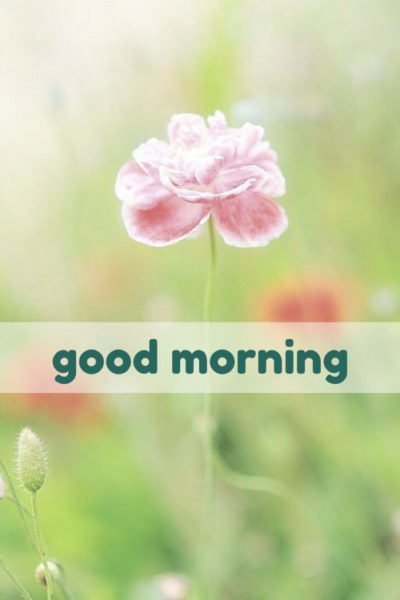 18 Good Morning Cards to Brighten your Timeline - 400 x 600 jpeg 17kB