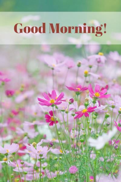 18 Good Morning Cards to Brighten your Timeline - 400 x 600 jpeg 33kB