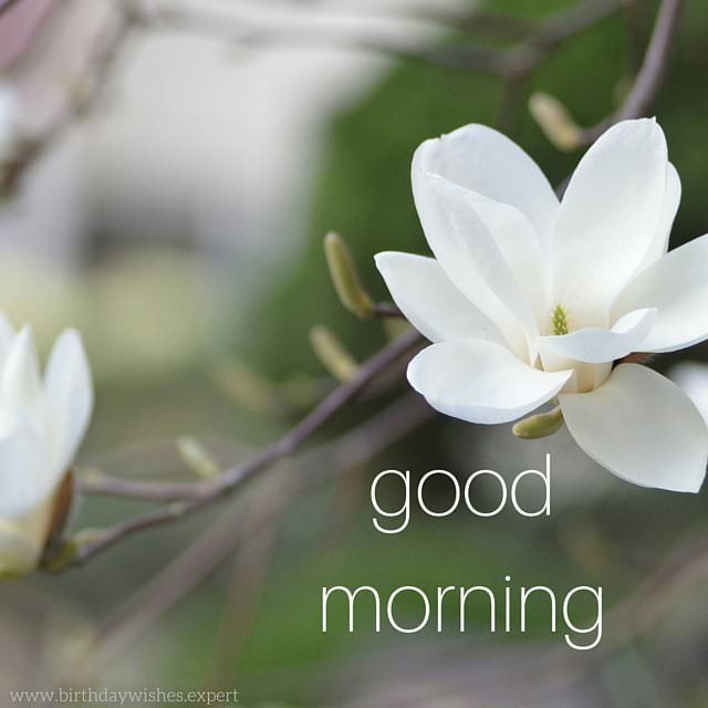 60 Beautiful Flower Images with Inspiring Good Morning Quotes - Part 2