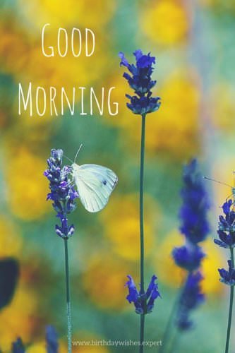 Delicate Harmony | Good Morning Pics with Butterflies