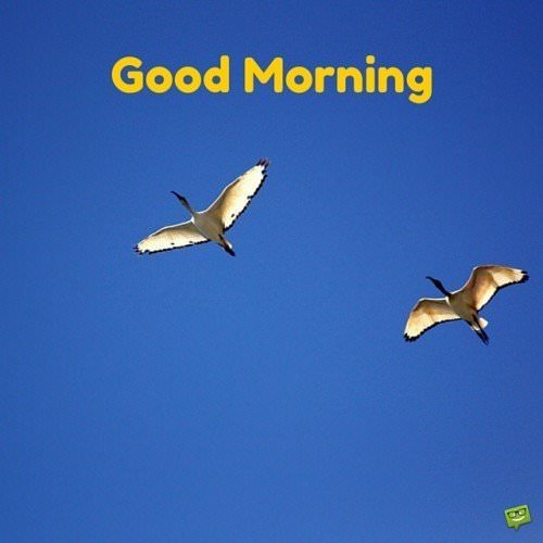 20+ Good Morning Pictures with Birds for a Flying Start