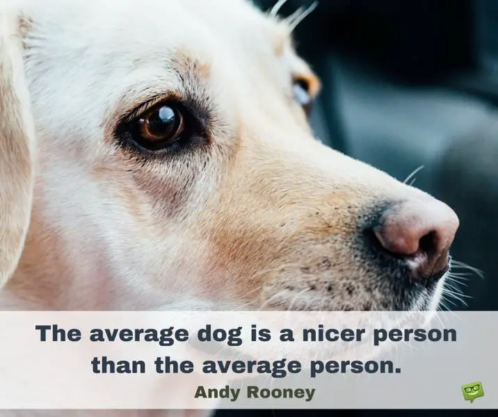 20 Dog Quotes For People Who Love Dogs