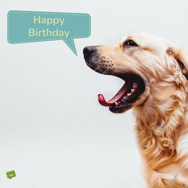 Happy Birthday, Cute Dog! | Heart-Touching Wishes for Puppies