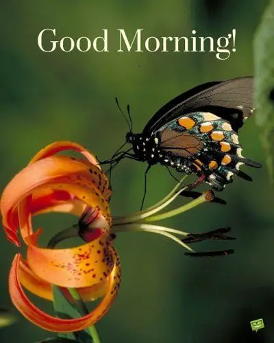 Delicate Harmony | Good Morning Pics with Butterflies