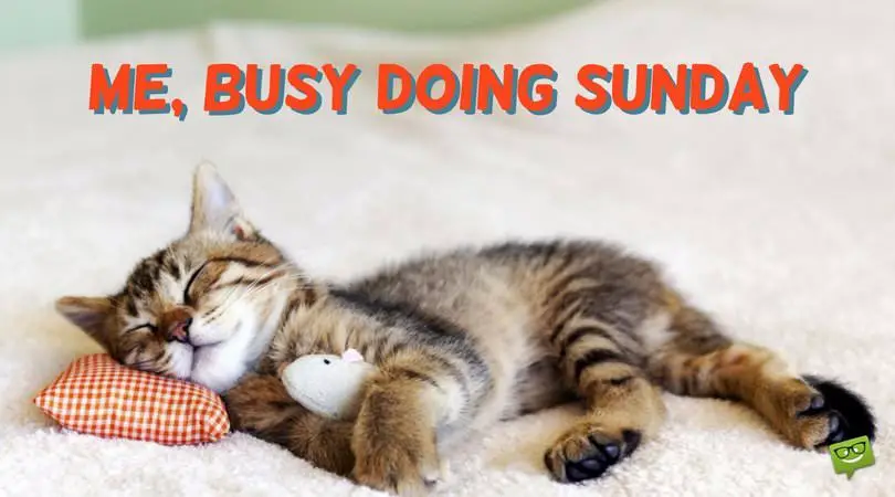 Funny-Sunday-meme-with-cute-cat-sleeping.jpg
