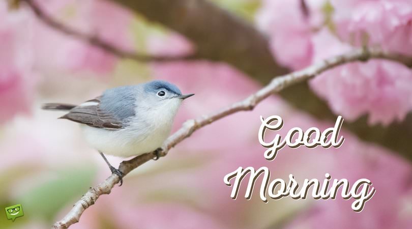 Friends for a Flying Start | Good Morning Pictures with Birds