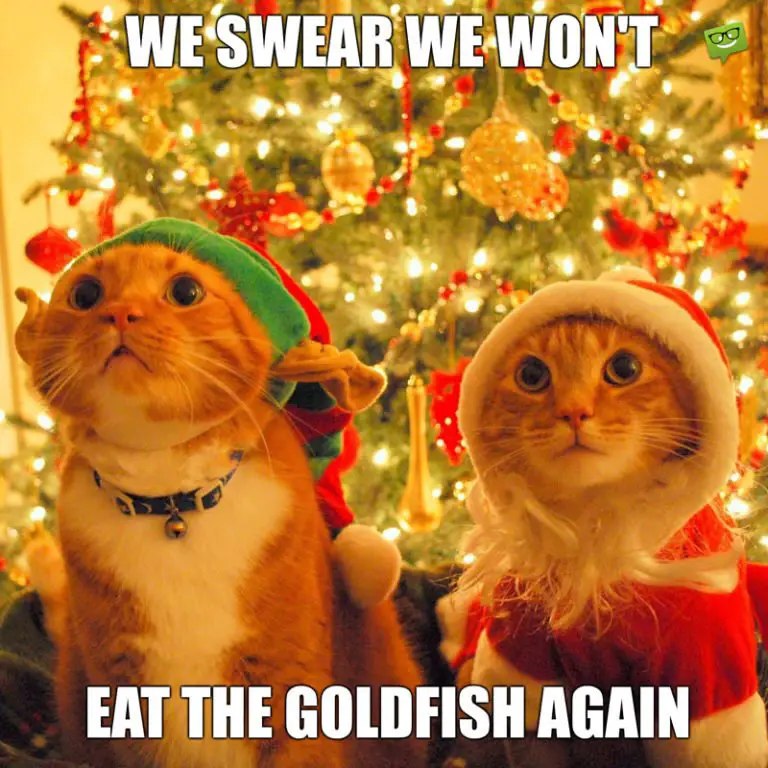 80+ Funny Merry Christmas Memes that Jingle All the Way