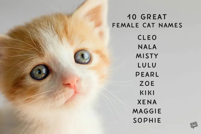 good name for female cat