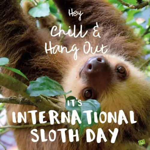 Hey, chill and hang out. It's international sloth day.