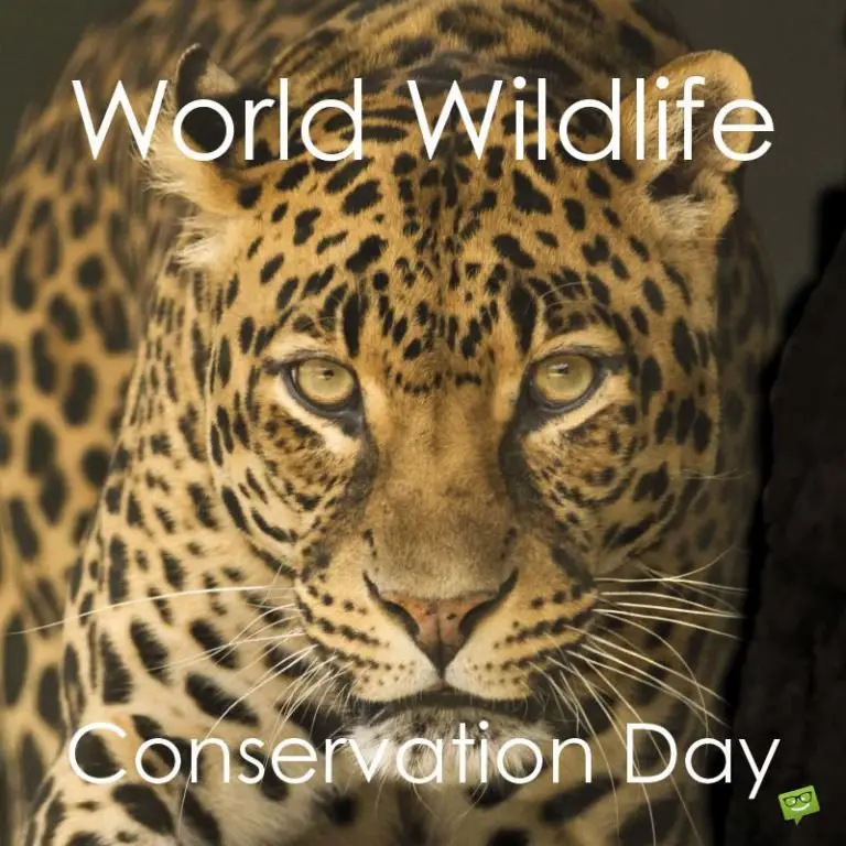 World Wildlife Conservation Day Fun Facts & How it Started