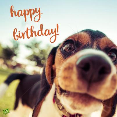 Happy Birthday Daughter Dog Images Happy Birthday, Cute Dog! | Heart-Touching Wishes For Puppies